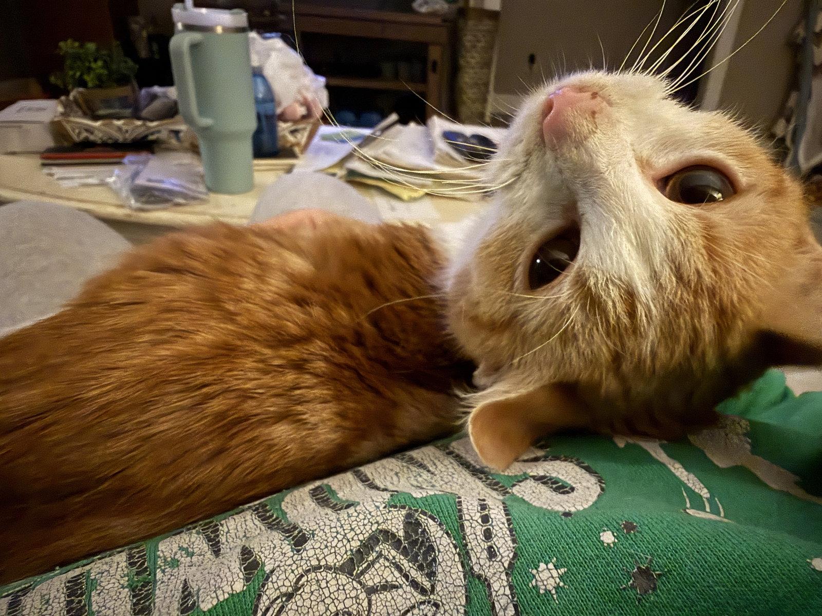 Enlarge Cobbler, a Adopted Tabby in Fenton, MO image 3/3