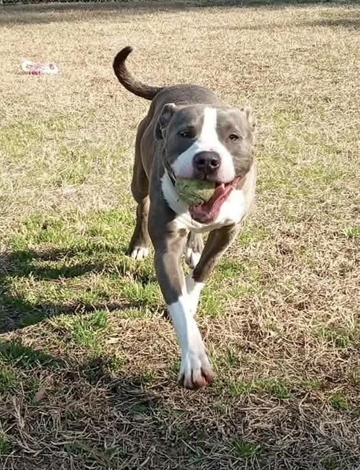 Diesel, Adoptable, Adult Male Pit Bull Terrier.