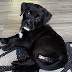 Enlarge Chimichanga, an adopted mixed breed in O'Fallon, MO image 2/4