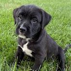 Chimichanga, adopted, Puppy Female American Staffordshire Terrier.
