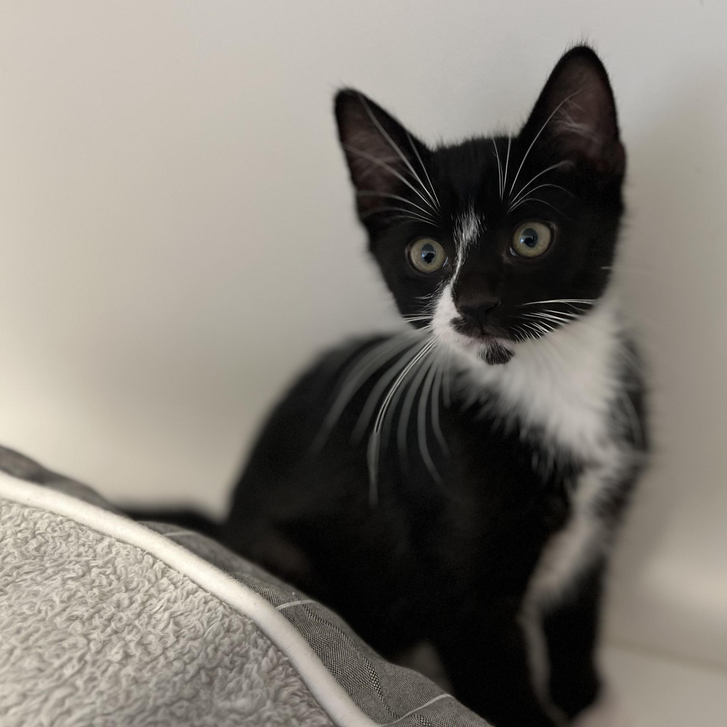 Precious, Adoptable, Kitten Female American Shorthair.