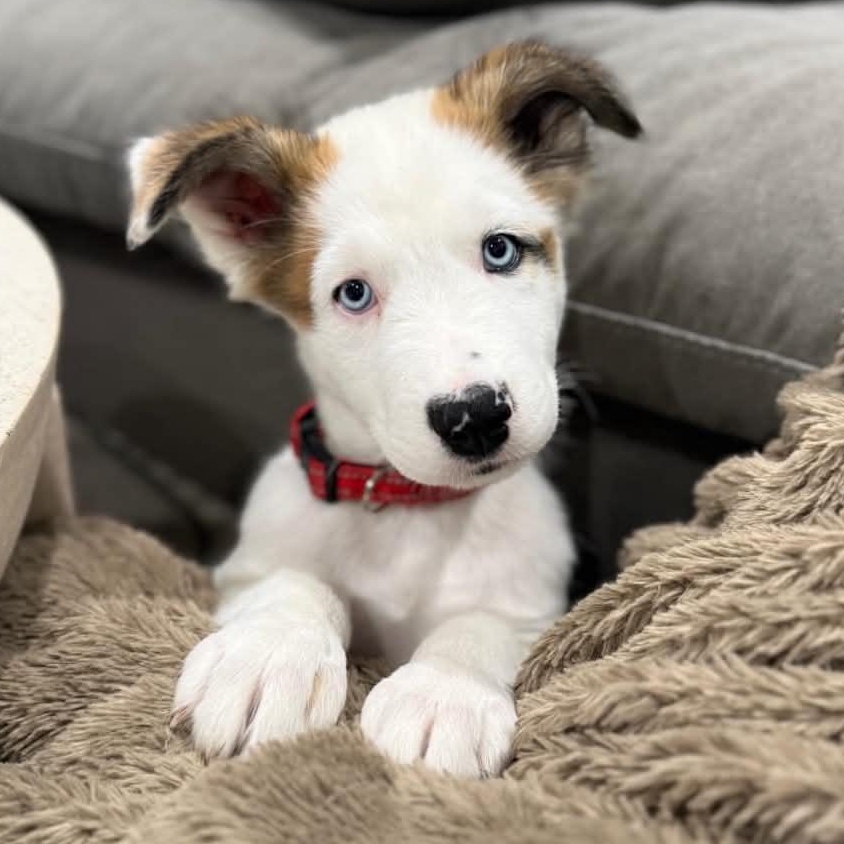 Odysseus, a ADOPTABLE mixed breed in Richmond, VA image 2/5