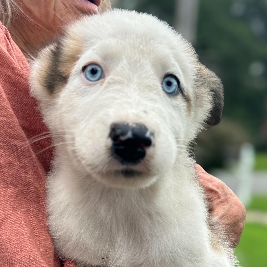 Odysseus, a ADOPTABLE mixed breed in Richmond, VA image 5/5