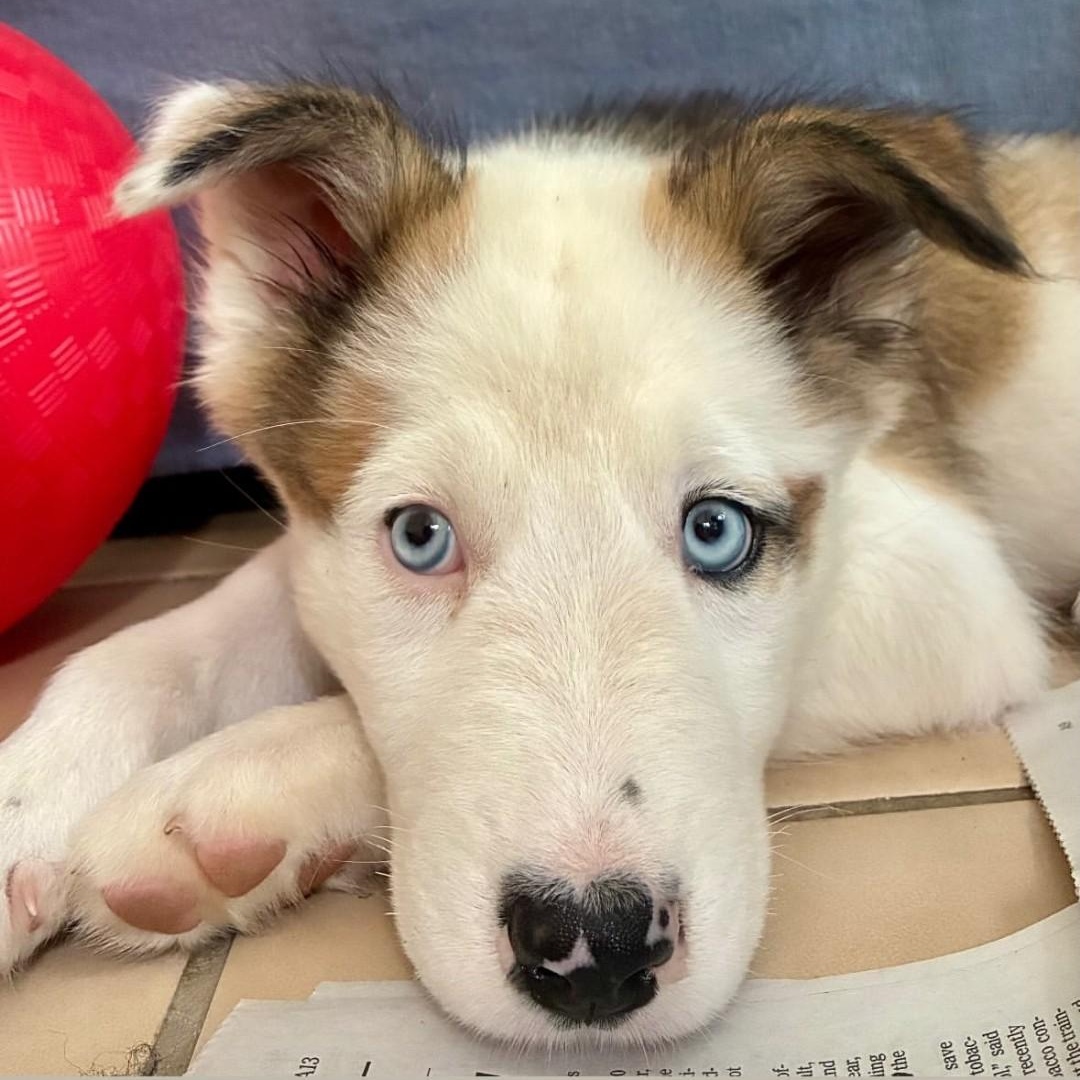 Odysseus, a ADOPTABLE mixed breed in Richmond, VA image 4/5