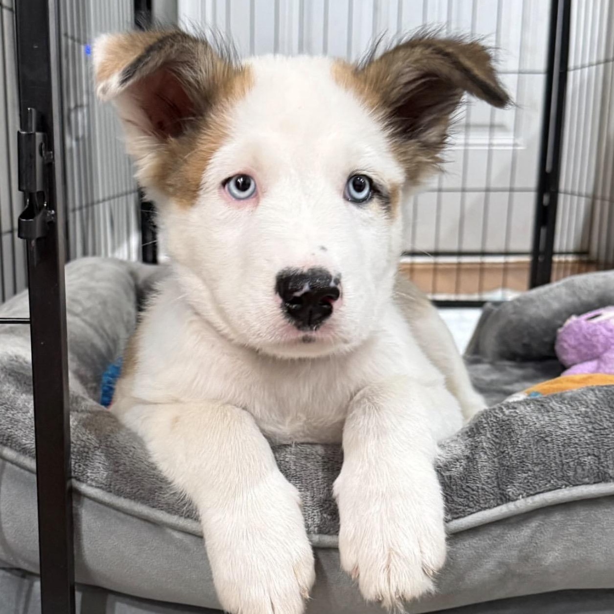 Odysseus, a ADOPTABLE mixed breed in Richmond, VA image 3/5