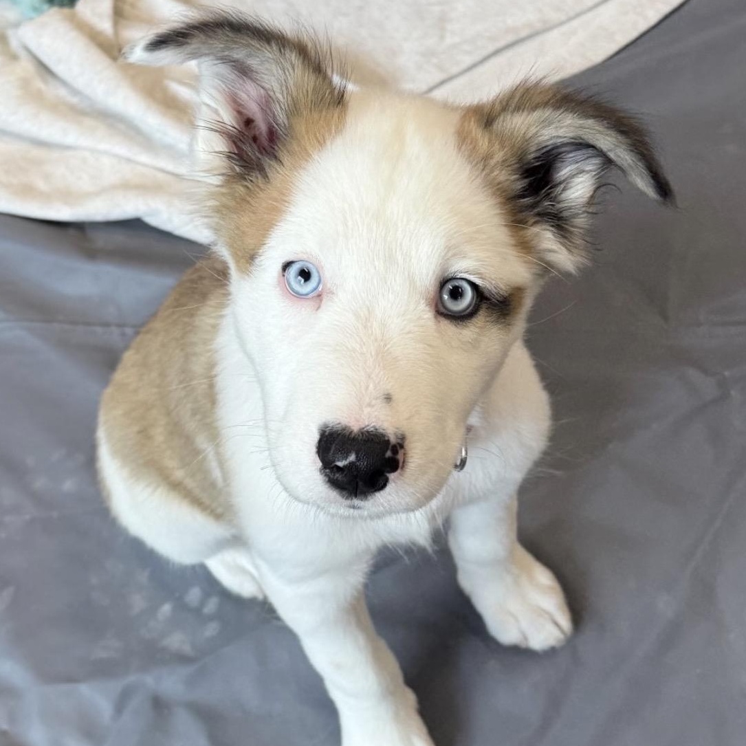 Odysseus, ADOPTABLE, Puppy Male Husky & Mixed Breed.
