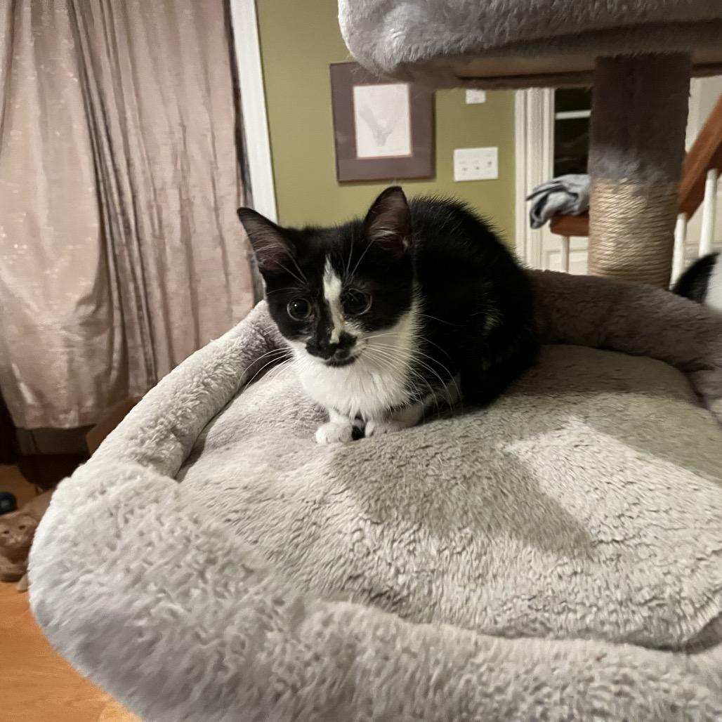 Merryweather, Adoptable, Kitten Female Domestic Medium Hair.