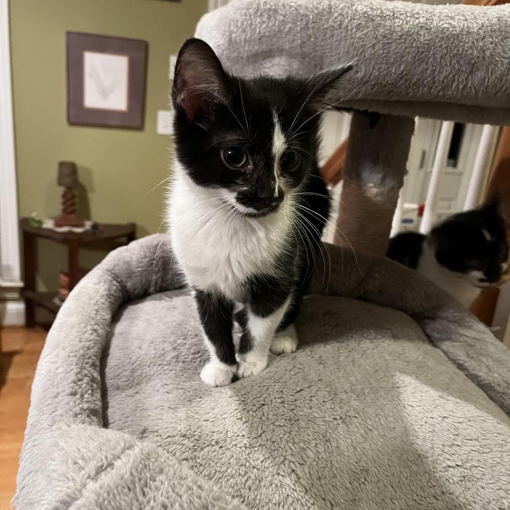 Merryweather thumbnail 3