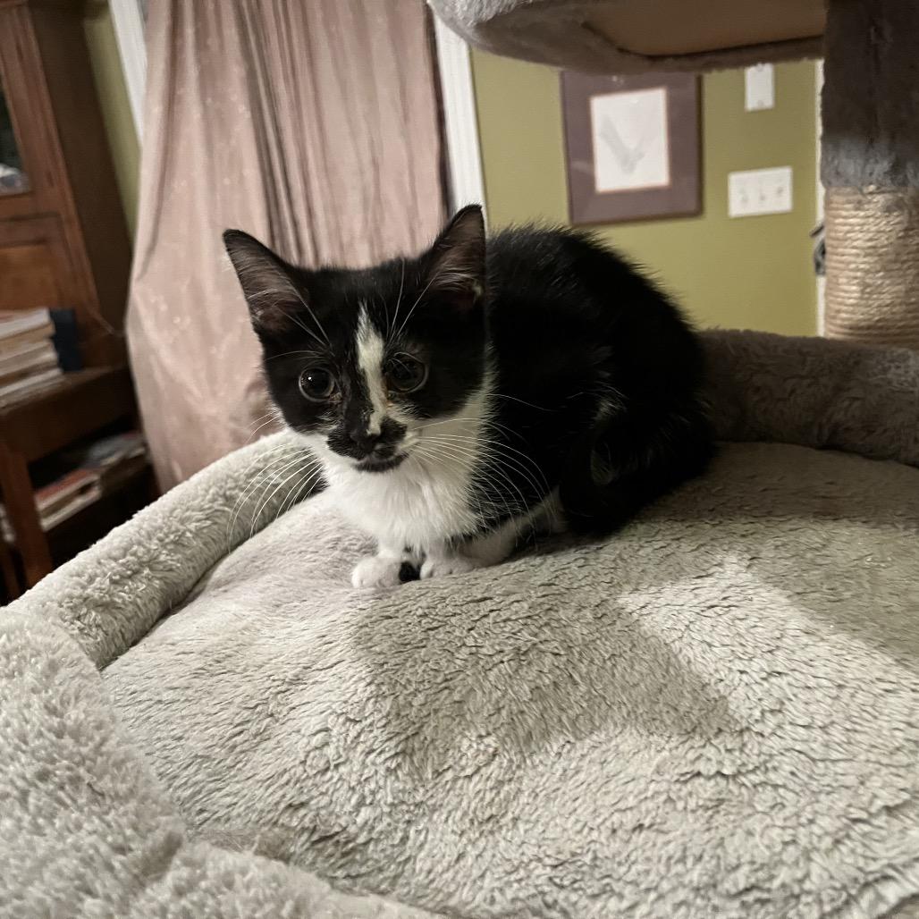 Merryweather thumbnail 5