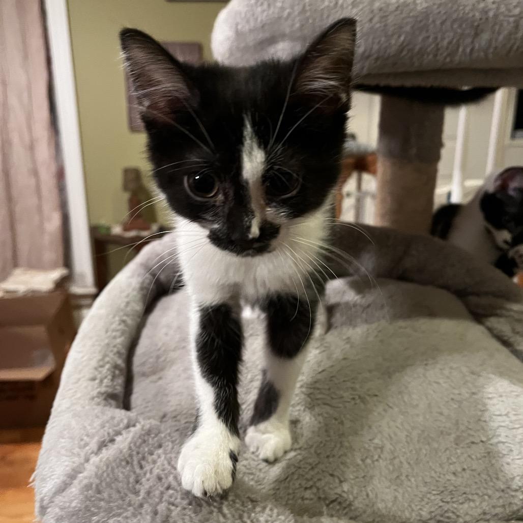 Merryweather thumbnail 7