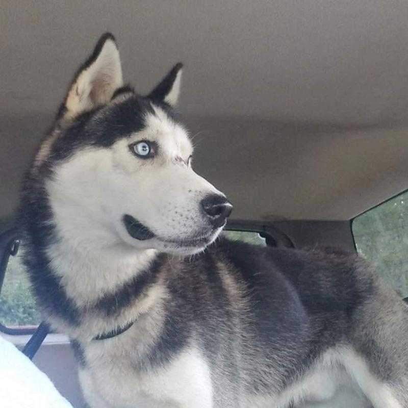 Jackson, Adopted, Adult Male Siberian Husky.