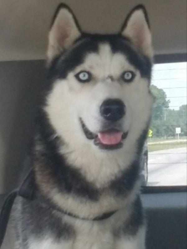 Jackson, a Adopted Siberian Husky in Millersville, MD image 2/3