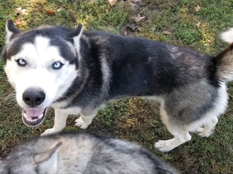 Jackson, a Adopted Siberian Husky in Millersville, MD image 3/3