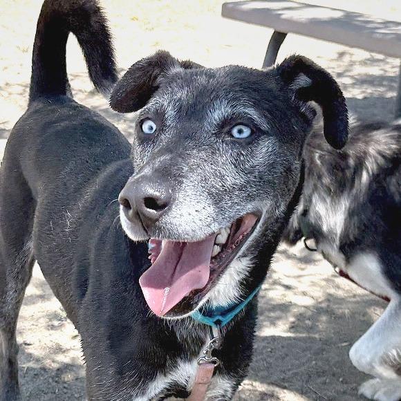 Enlarge Minerva, a Adoptable mixed breed in San Jacinto, CA image 1/6