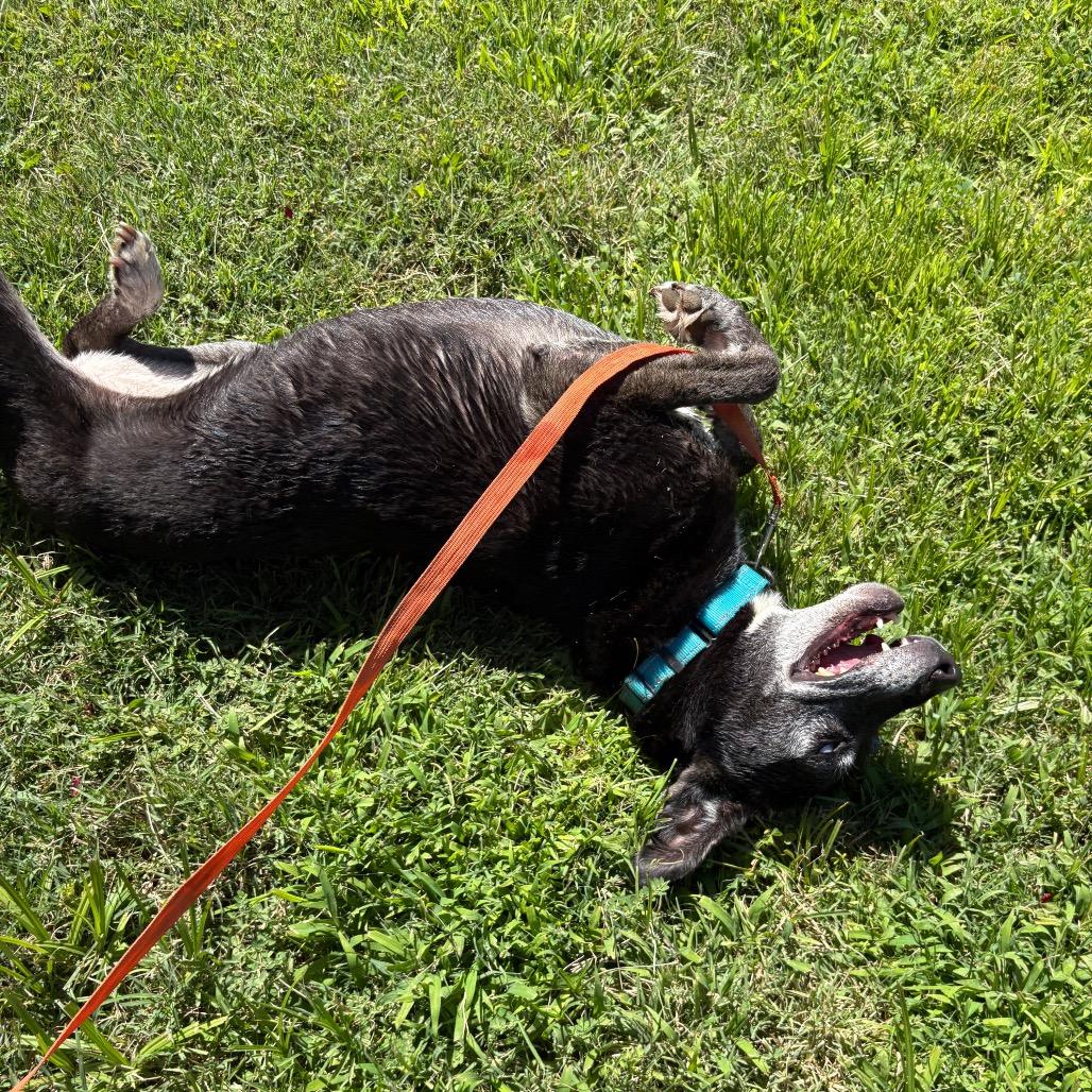 Enlarge Minerva, a Adoptable mixed breed in San Jacinto, CA image 2/6