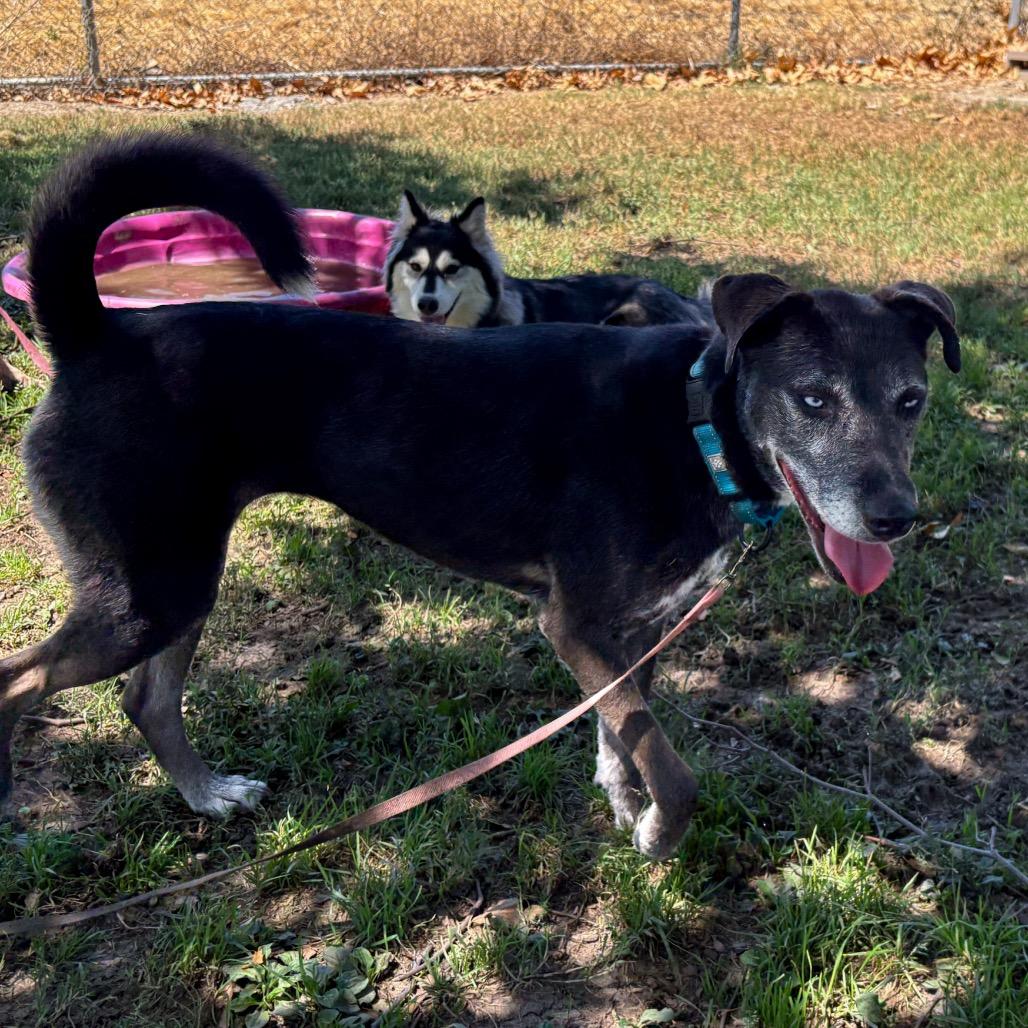 Enlarge Minerva, a Adoptable mixed breed in San Jacinto, CA image 3/6