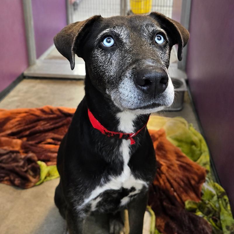 Enlarge Minerva, a Adoptable mixed breed in San Jacinto, CA image 4/6