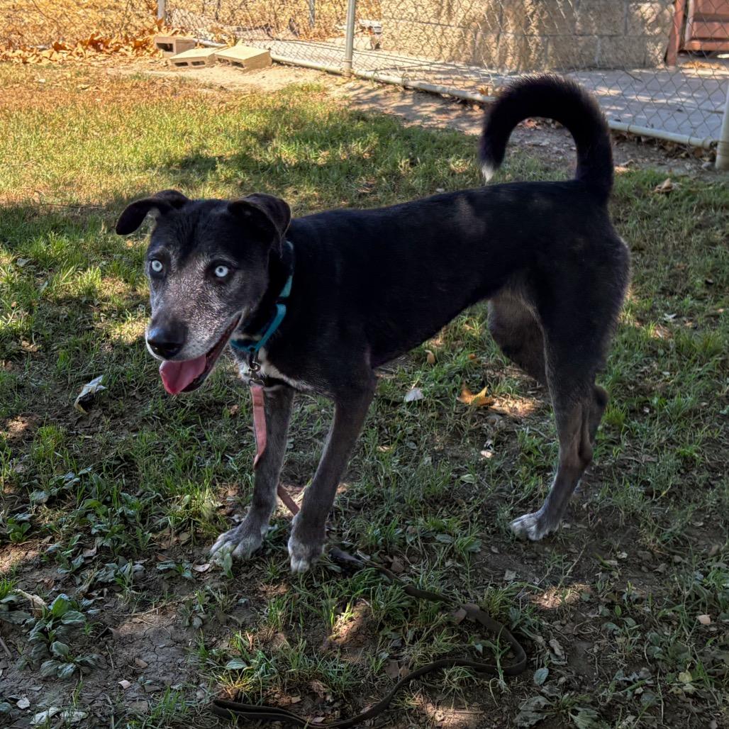 Enlarge Minerva, a Adoptable mixed breed in San Jacinto, CA image 5/6