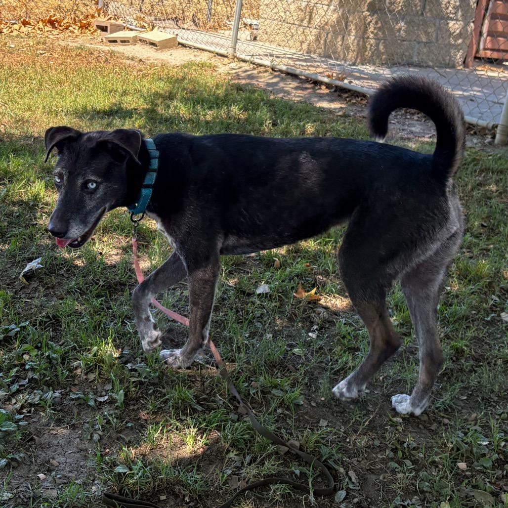 Enlarge Minerva, a Adoptable mixed breed in San Jacinto, CA image 6/6