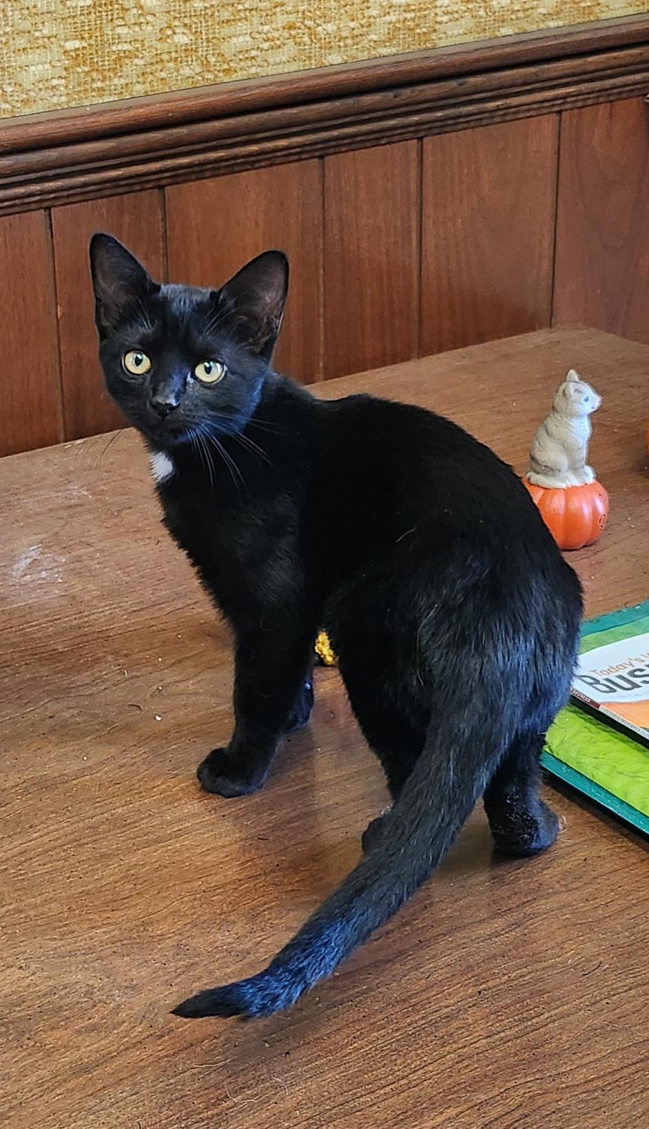 Lawasha, Adoptable, Kitten Female Domestic Short Hair.