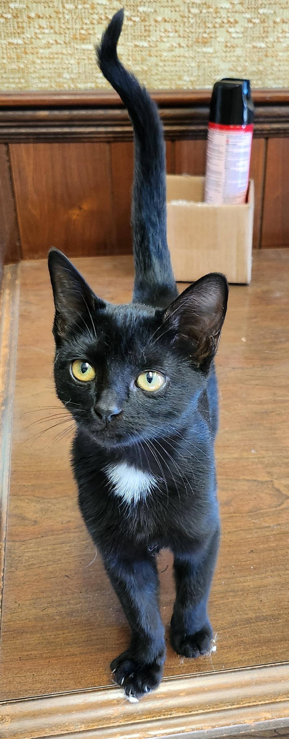 Enlarge Lawasha, a Adoptable mixed breed in Mathiston, MS image 2/3