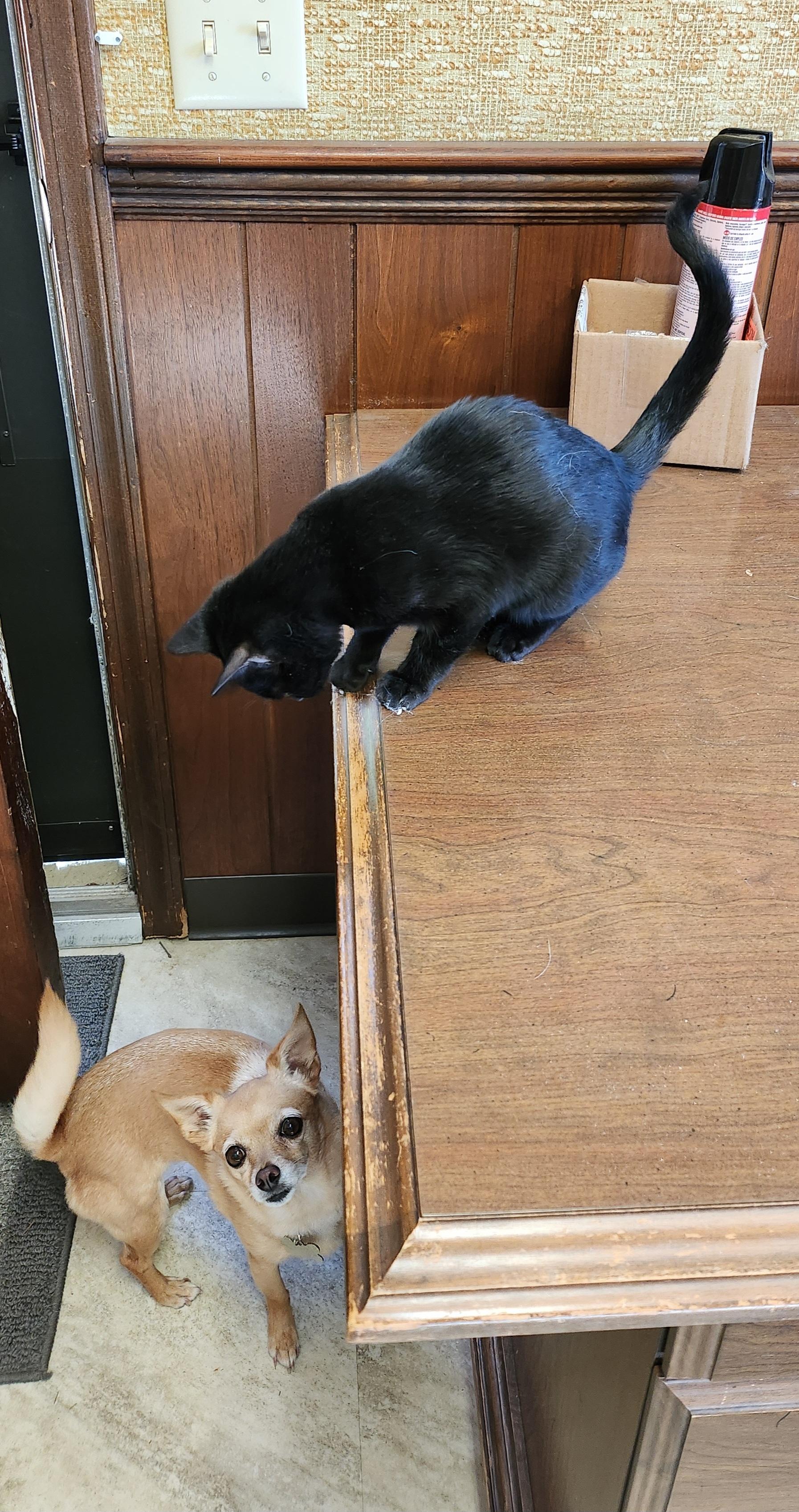 Enlarge Lawasha, a Adoptable mixed breed in Mathiston, MS image 3/3