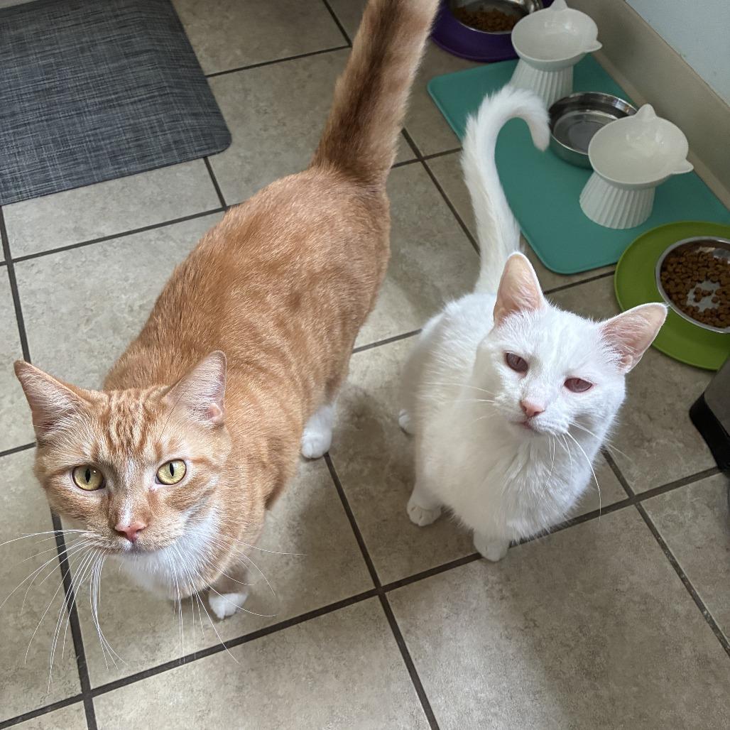 Waffles, Adoptable, Adult Male Domestic Short Hair.
