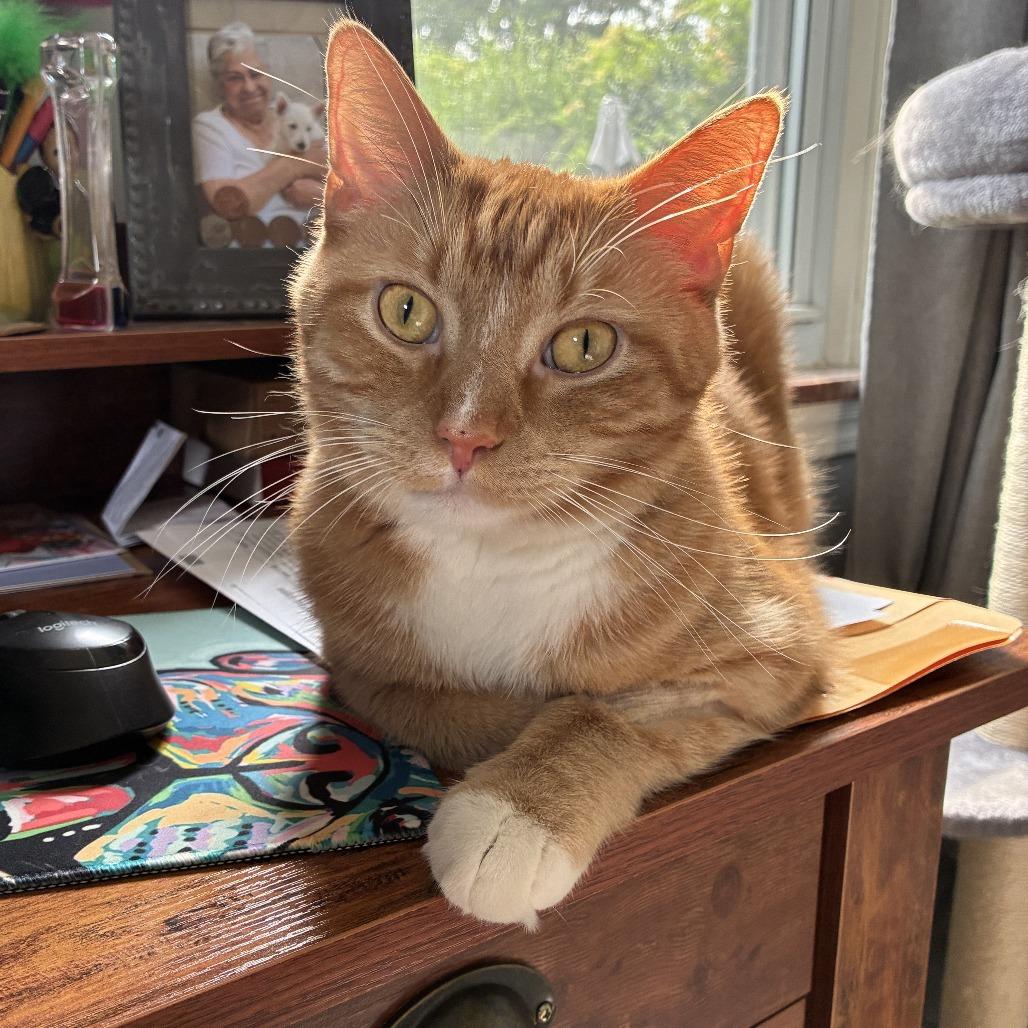 Enlarge Waffles, a Adoptable Domestic Short Hair in Gibsonia, PA image 2/6