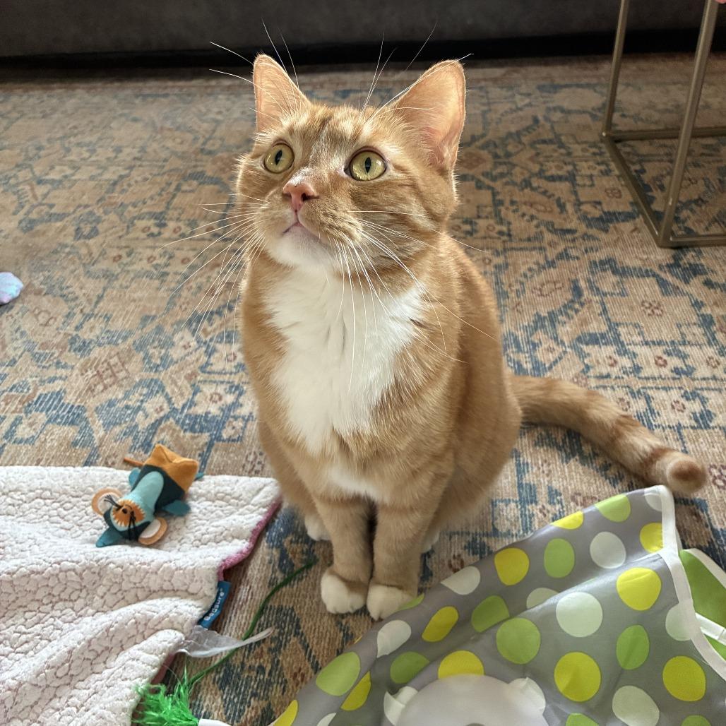 Enlarge Waffles, a Adoptable Domestic Short Hair in Gibsonia, PA image 3/6