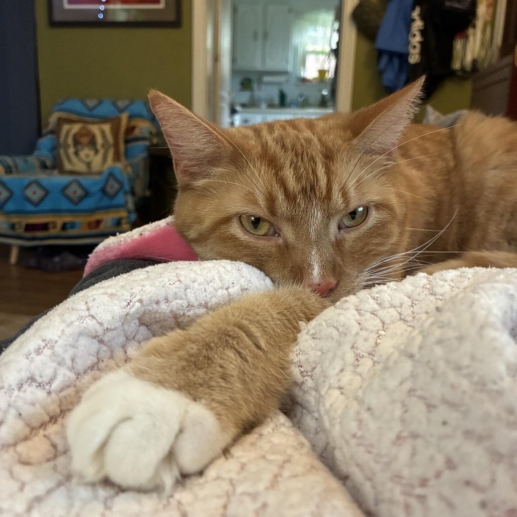 Enlarge Waffles, a Adoptable Domestic Short Hair in Gibsonia, PA image 4/6