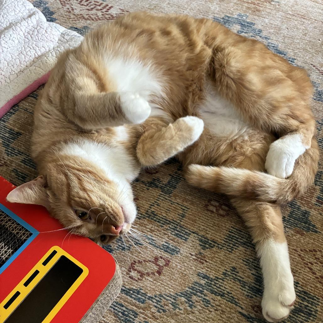 Enlarge Waffles, a Adoptable Domestic Short Hair in Gibsonia, PA image 5/6