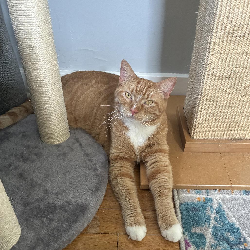 Enlarge Waffles, a Adoptable Domestic Short Hair in Gibsonia, PA image 6/6