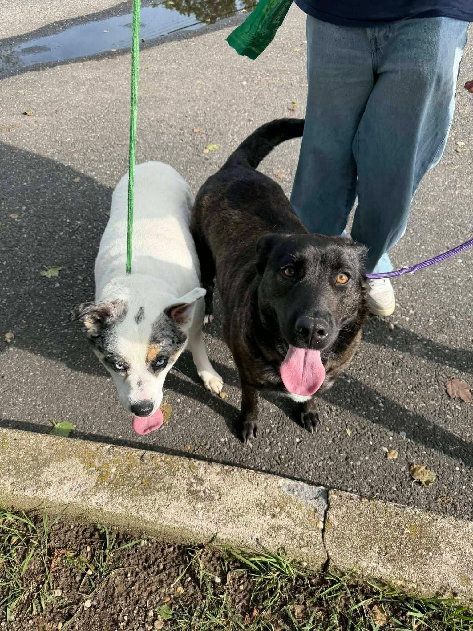 Enlarge Daisy & Luna, a ADOPTABLE mixed breed in Bayport, NY image 2/2