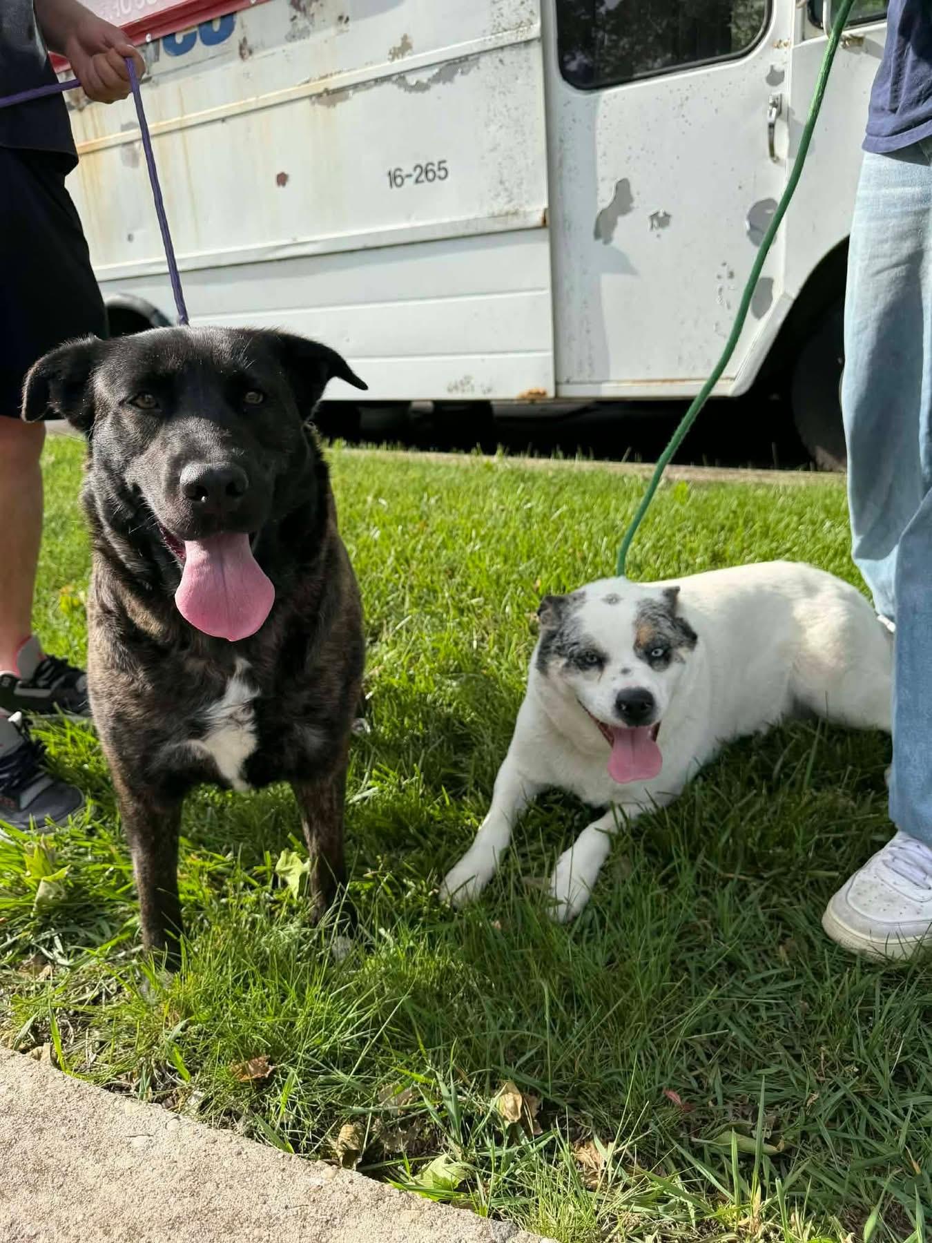 Daisy & Luna, ADOPTABLE, Young Female Anatolian Shepherd & Australian Cattle Dog / Blue Heeler.