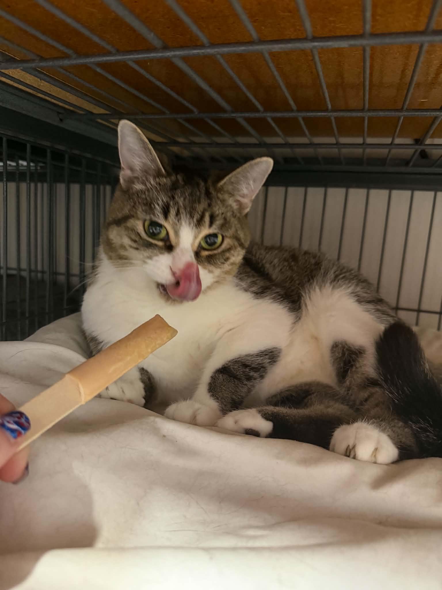 Enlarge Winnie, a ADOPTABLE Domestic Short Hair in Caro, MI image 1/1