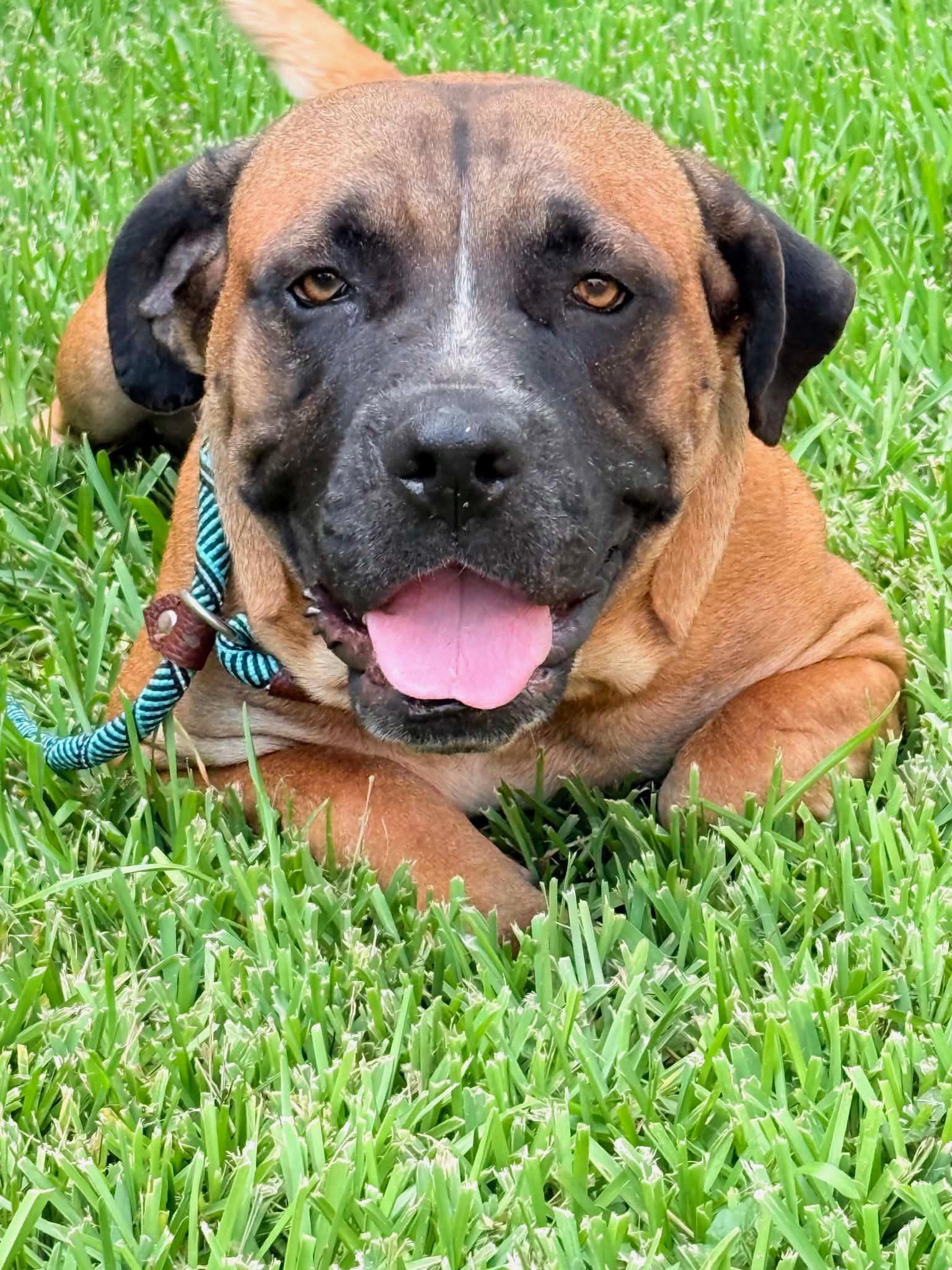 Enlarge Elsie, a Adoptable mixed breed in Farmington, UT image 4/6