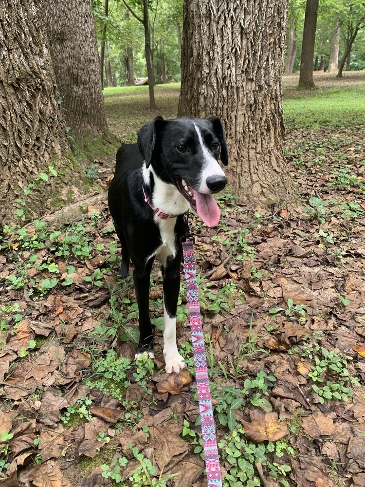 Bentley, Adoptable, Young Male Hound & Labrador Retriever.