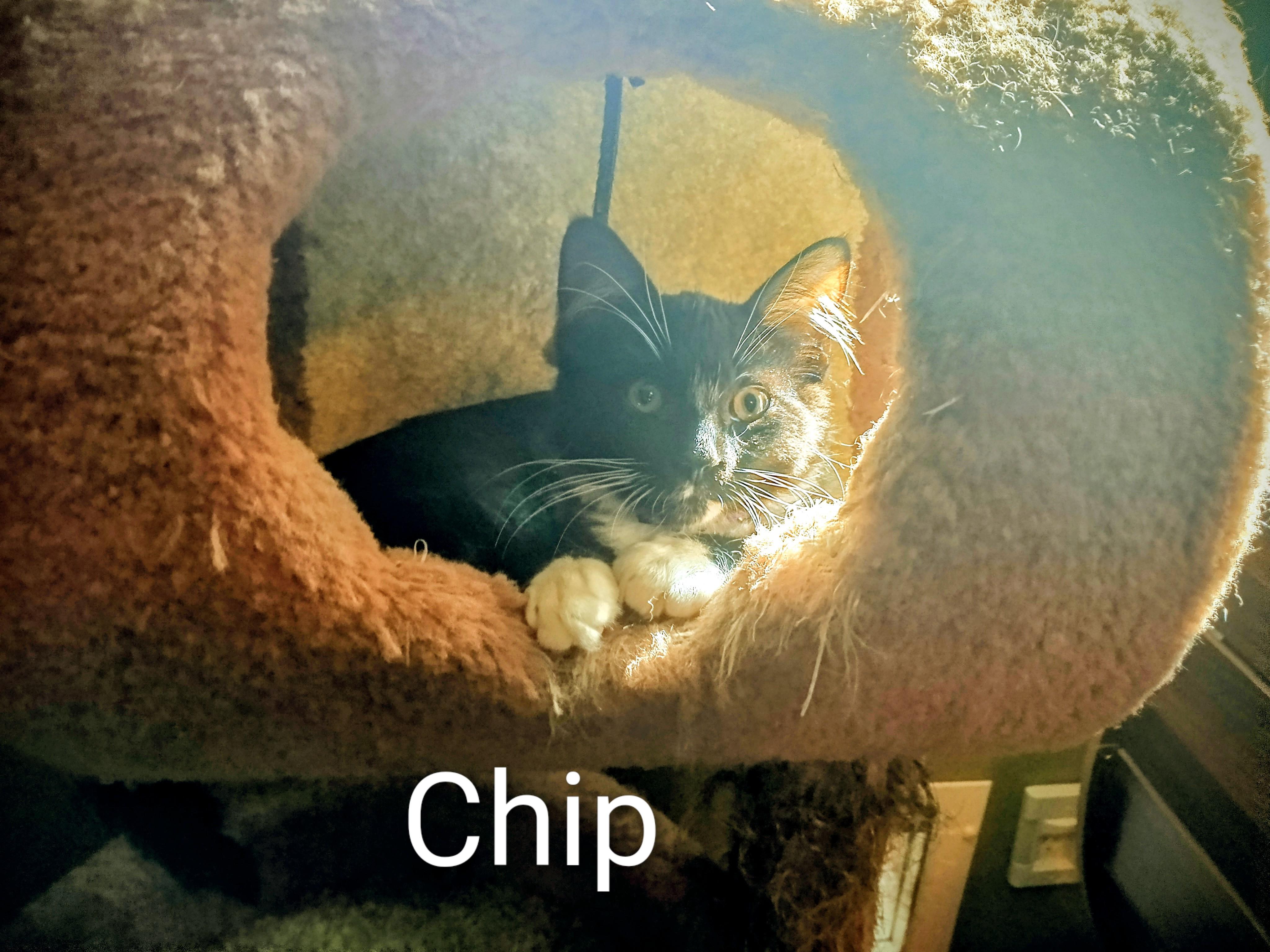 Chip