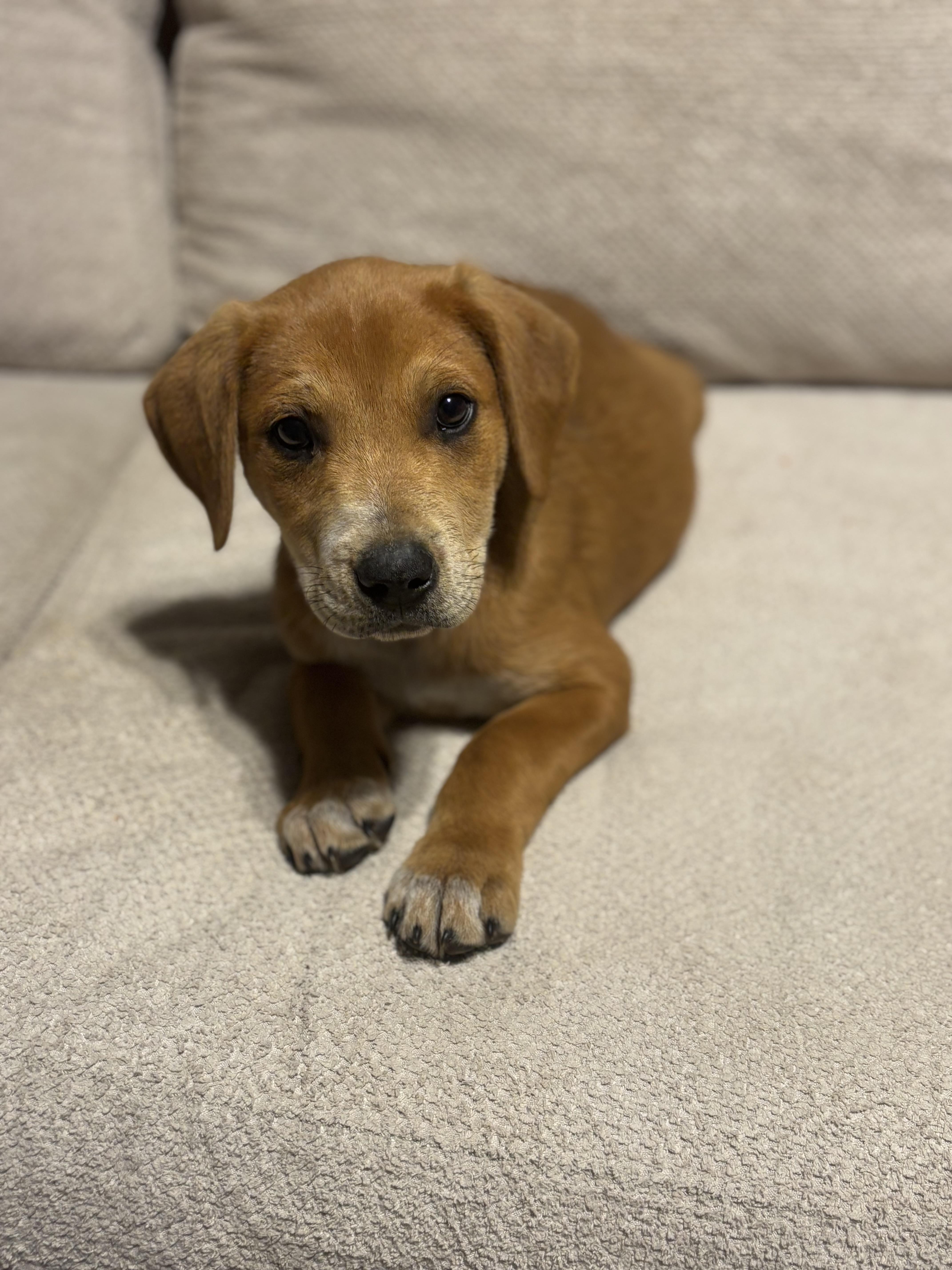 Oliver, a Adoptable mixed breed in Winder, GA image 1/6