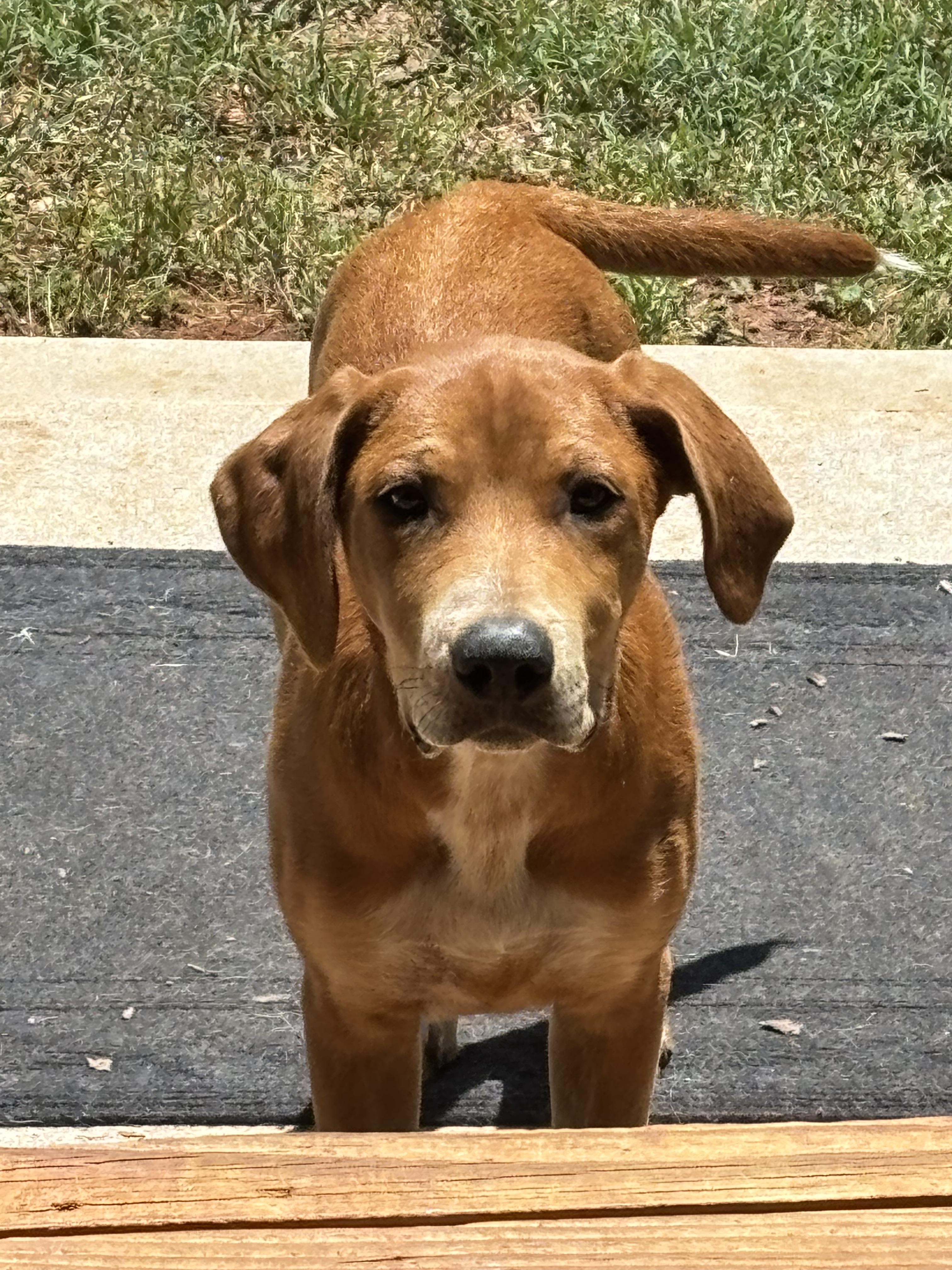 Oliver, a Adoptable mixed breed in Winder, GA image 2/6