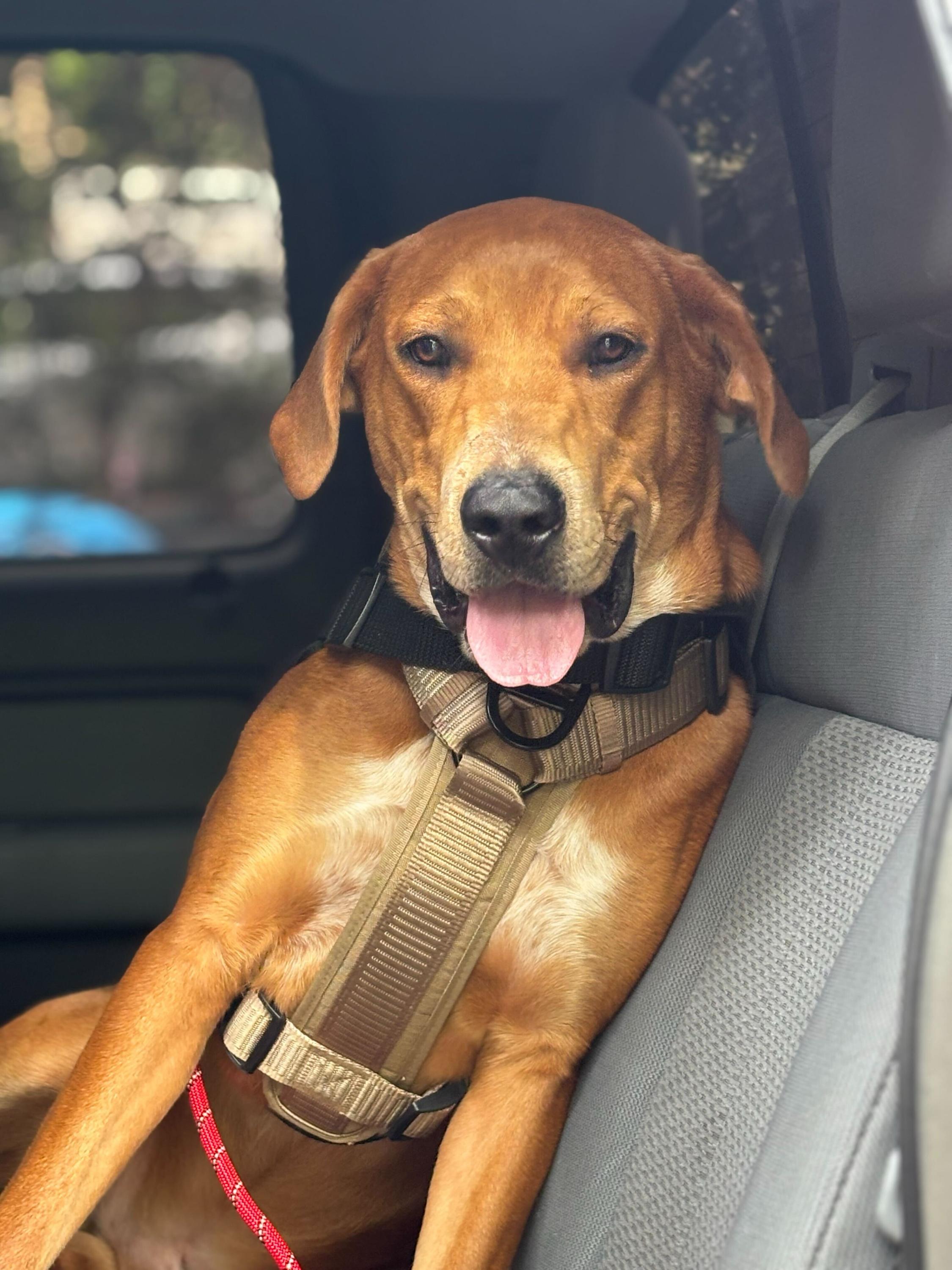 Oliver, a Adoptable mixed breed in Winder, GA image 3/6