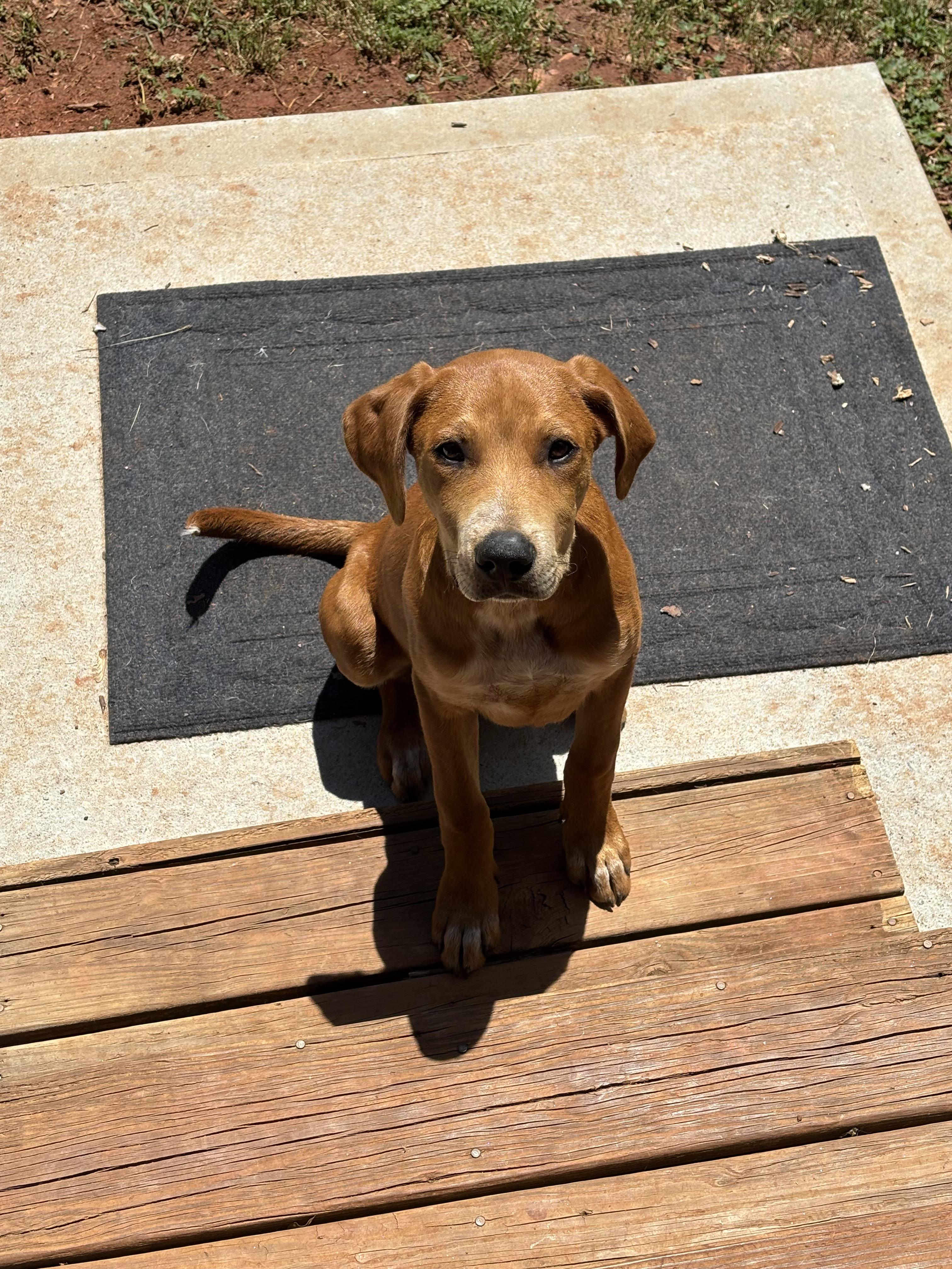 Oliver, a Adoptable mixed breed in Winder, GA image 4/6