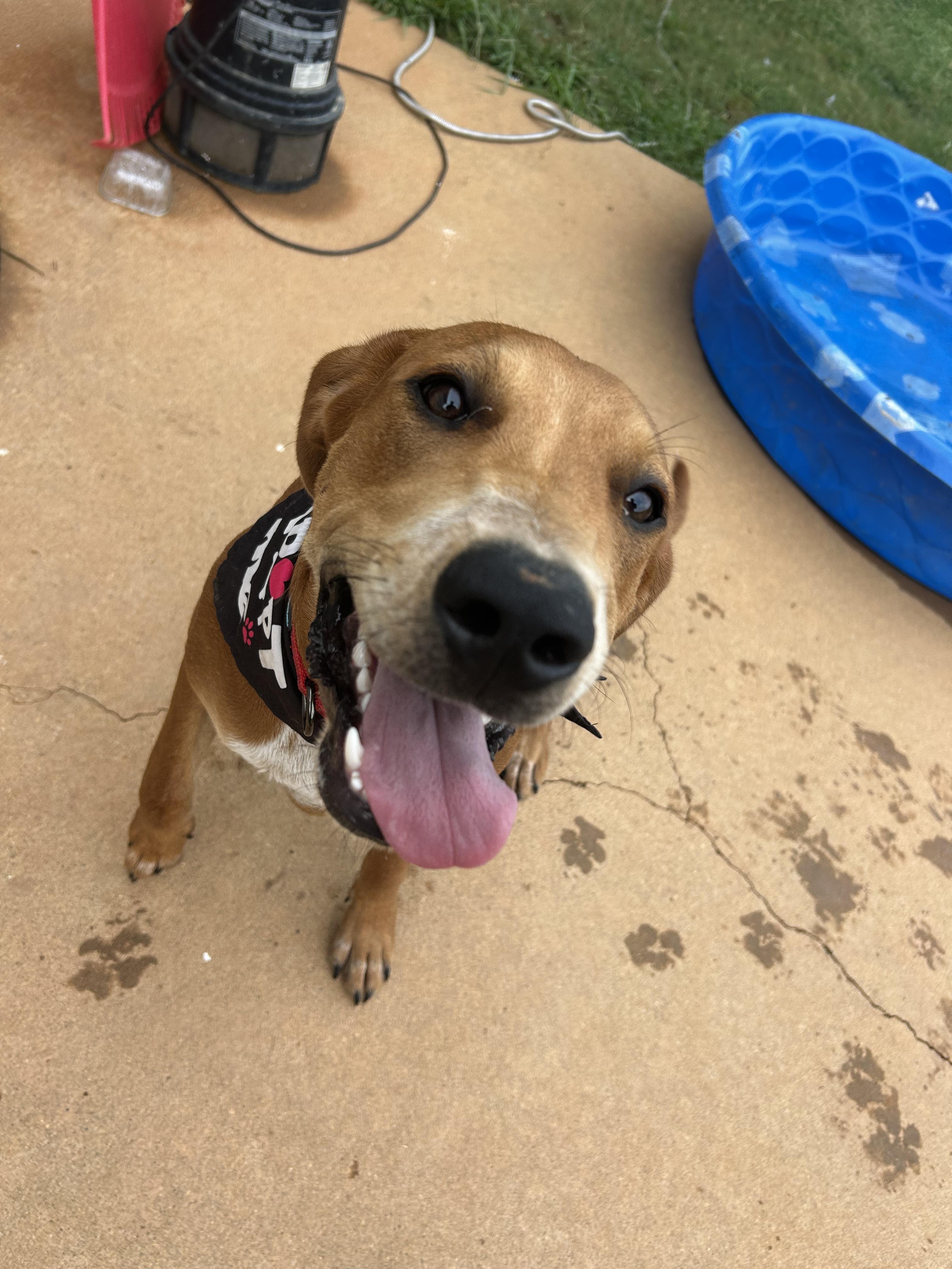 Oliver, a Adoptable mixed breed in Winder, GA image 5/6