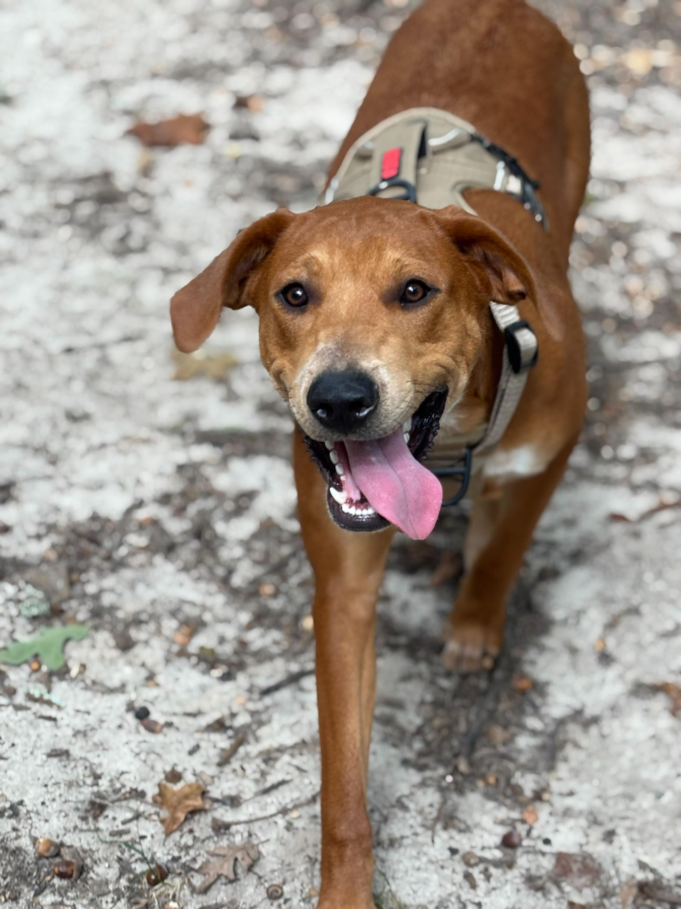 Oliver, a Adoptable mixed breed in Winder, GA image 6/6