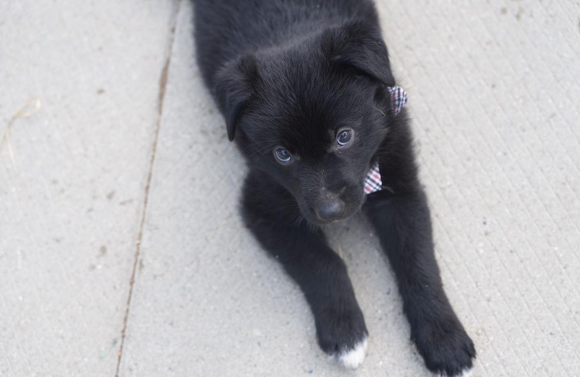 Sage photo 3