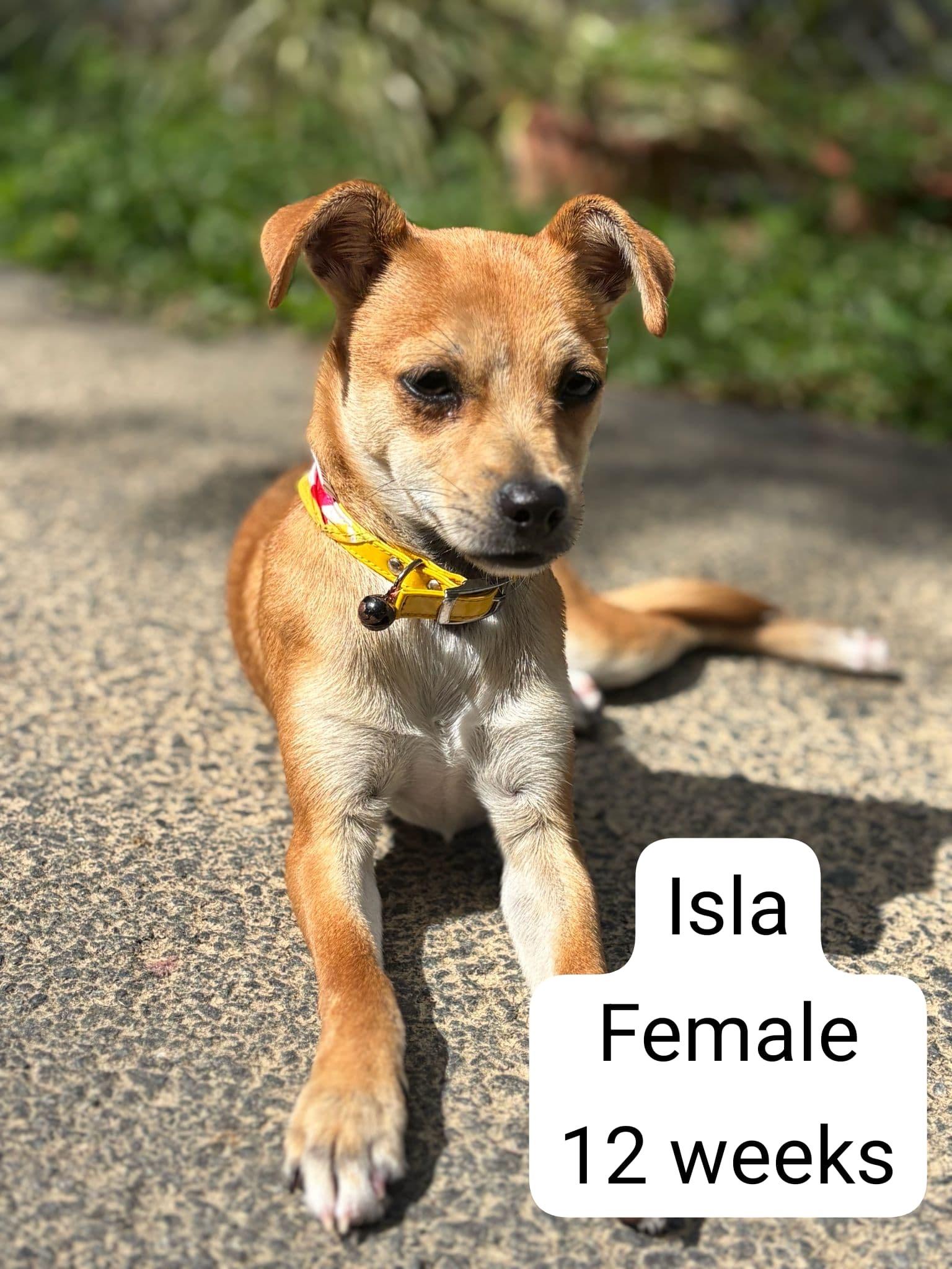 Enlarge Isla, a ADOPTABLE Mixed Breed in Virginia Beach, VA image 2/4