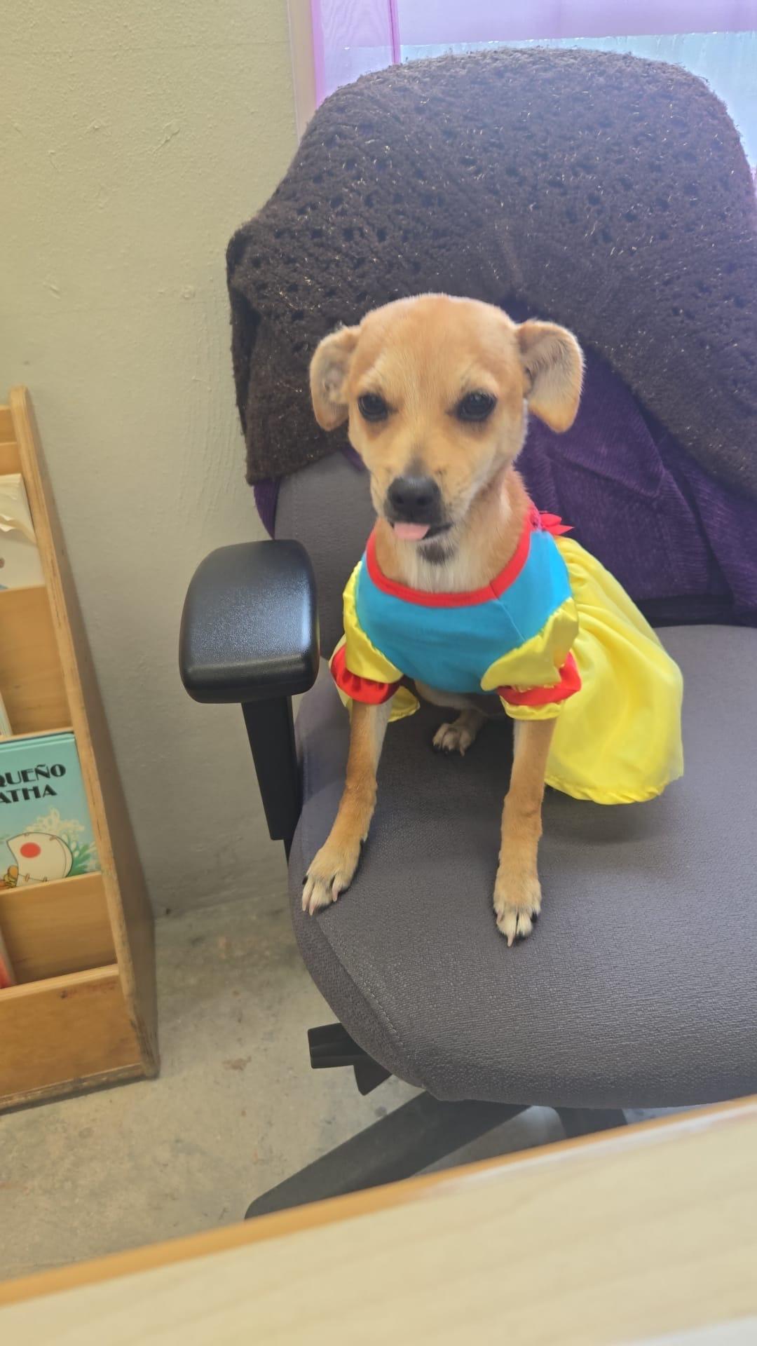 Enlarge Isla, a ADOPTABLE Mixed Breed in Virginia Beach, VA image 3/4