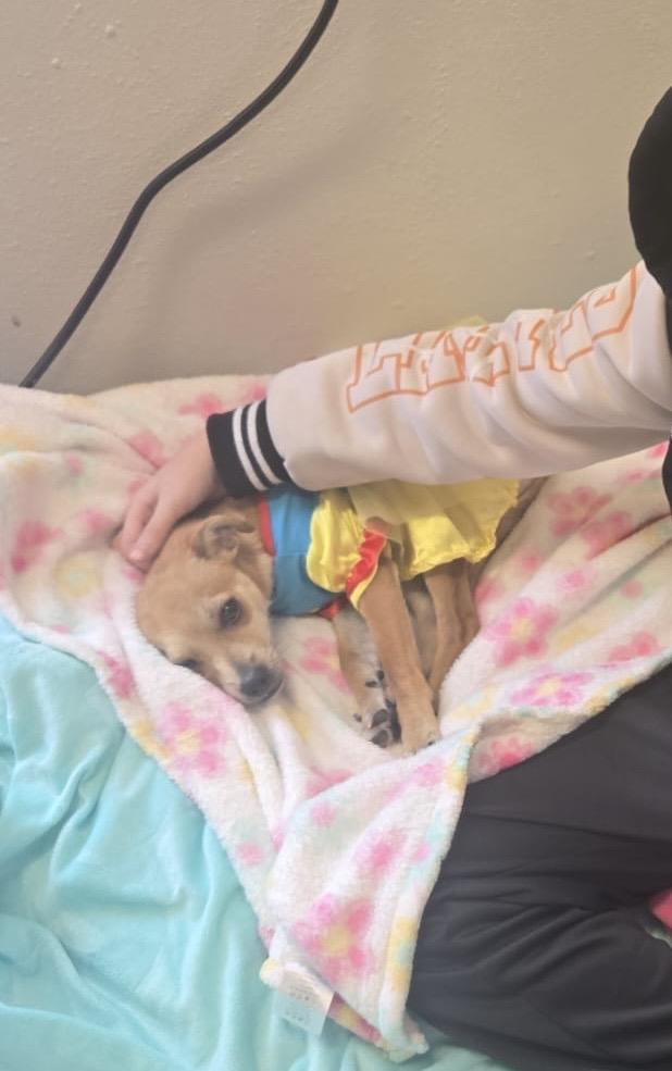 Enlarge Isla, a ADOPTABLE Mixed Breed in Virginia Beach, VA image 4/4