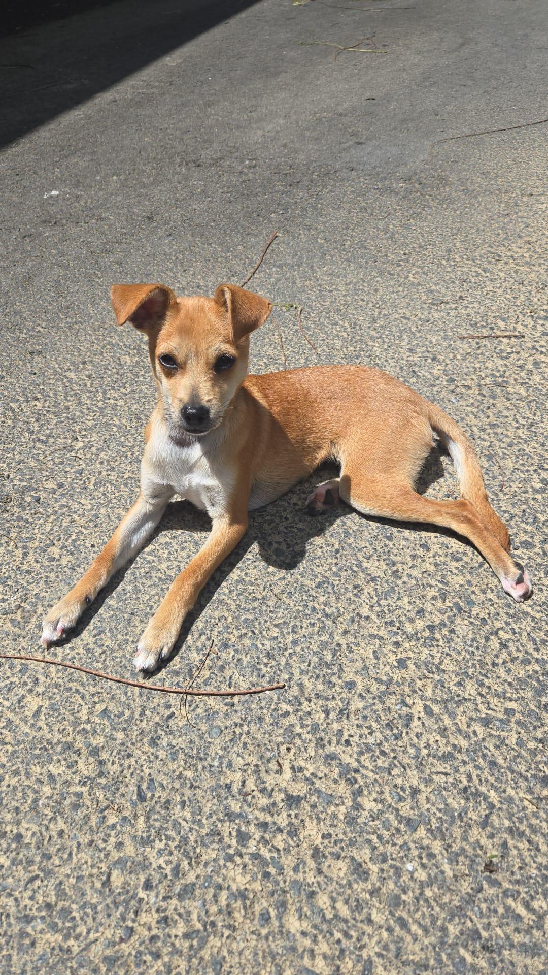 Isla, ADOPTABLE, Young Female Mixed Breed.