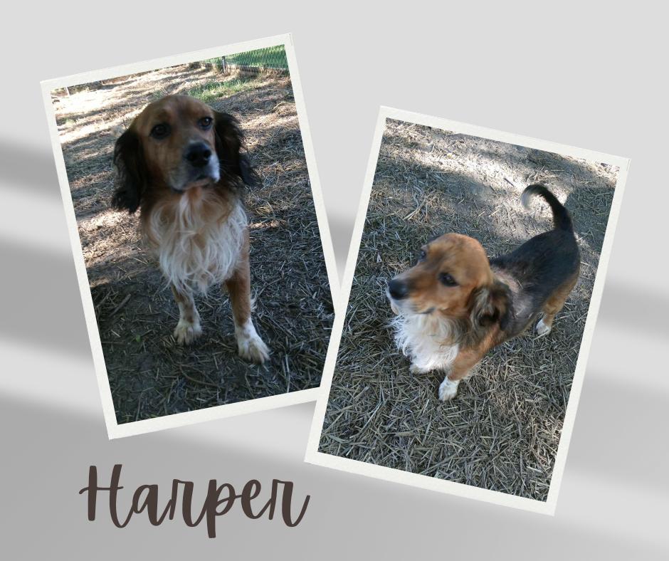 Harper